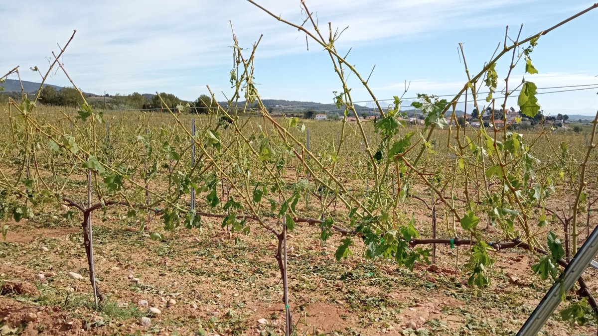 Intensa tempestade de água e pedras atinge grande parte de Font-rubí