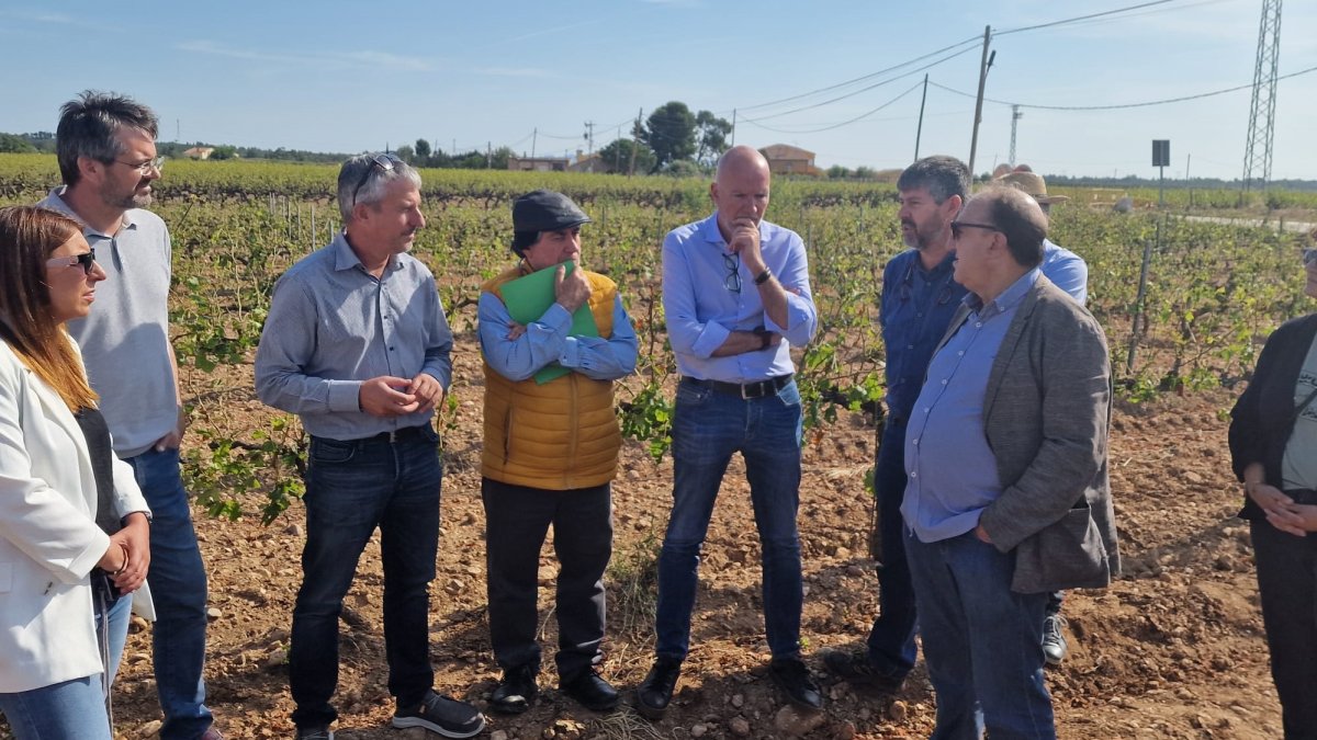 O vereador Mascort visita os vinhedos de Font-rubí afetados pela chuva de granizo de sábado