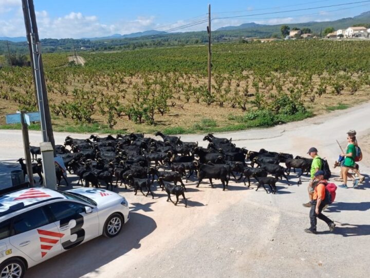 Cerca de 90 cabras em transumância para o Camí de Marina passam a noite em Guardiola de Font-rubí.