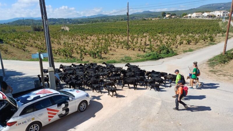 Cerca de 90 cabras em transumância para o Camí de Marina passam a noite em Guardiola de Font-rubí.